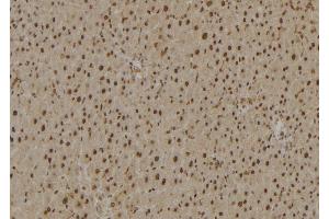 ABIN6277024 at 1/100 staining Rat liver tissue by IHC-P.