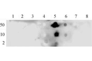 NFκB p65 phospho Ser536 pAb tested by dot blot analysis. (NF-kB p65 antibody  (pSer536))