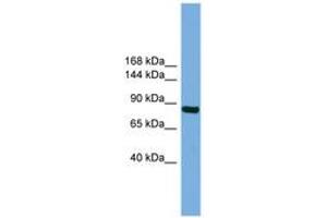 Image no. 1 for anti-Round Spermatid Basic Protein 1 (RSBN1) (AA 35-84) antibody (ABIN6745140) (RSBN1 antibody  (AA 35-84))