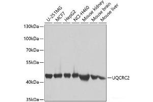 Western blot analysis of extracts of various cell lines using UQCRC2 Polyclonal Antibody at dilution of 1:1000. (UQCRC2 antibody)