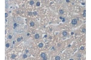 Detection of NXN in Mouse Liver Tissue using Polyclonal Antibody to Nucleoredoxin (NXN) (NXN antibody  (AA 167-435))