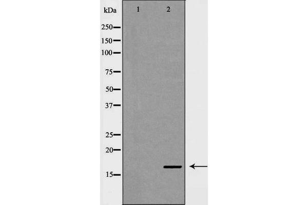 NDUFA13 antibody  (N-Term)