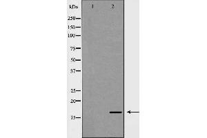 Western blot analysis of Mouse heart lysate, using NDUFA13 Antibody. (NDUFA13 antibody  (N-Term))