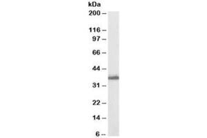 Western blot testing of human breast lysate with AKR1C3 antibody at 0. (AKR1C3 antibody)