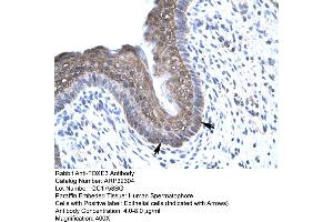 Human Spermatophore (FOXE3 antibody  (C-Term))