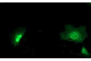 Anti-NEU2 mouse monoclonal antibody (ABIN2454580) immunofluorescent staining of COS7 cells transiently transfected by pCMV6-ENTRY NEU2 (RC219858). (NEU2 antibody)