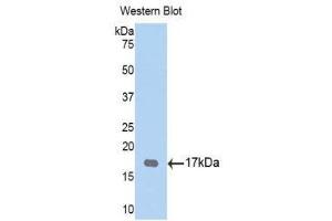 Western Blotting (WB) image for anti-Tryptase gamma 1 (TPSG1) (AA 99-244) antibody (ABIN1176188) (TPSG1 antibody  (AA 99-244))