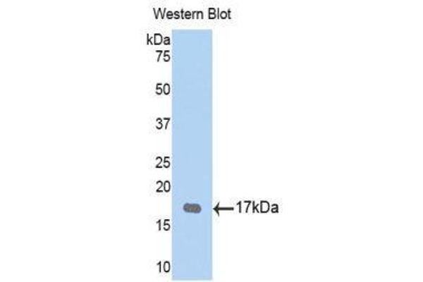 TPSG1 Antikörper  (AA 99-244)