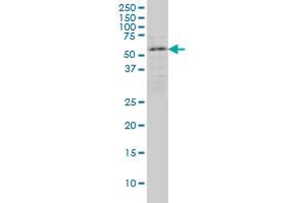 ENC1 antibody  (AA 17-98)