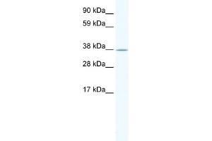 WB Suggested Anti-NKX2-3 Antibody Titration:  1. (NK2 Homeobox 3 antibody  (Middle Region))