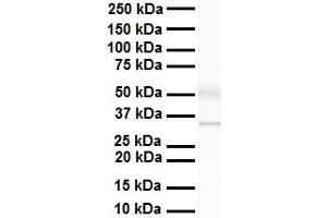 WB Suggested Anti-Arih2 antibody Titration: 1 ug/mL Sample Type: Human heart (ARIH2 antibody  (C-Term))
