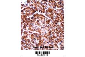 USO1 Antibody immunohistochemistry analysis in formalin fixed and paraffin embedded human pancreas tissue followed by peroxidase conjugation of the secondary antibody and DAB staining. (USO1 antibody  (C-Term))