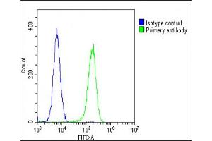 Overlay histogram showing U-2 OS cells stained with (ABIN6242889 and ABIN6578705)(green line). (Stathmin 1 antibody  (AA 106-140))