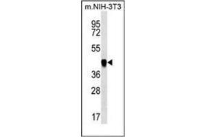 Western Blotting (WB) image for anti-phosphoribosylaminoimidazole Carboxylase, phosphoribosylaminoimidazole Succinocarboxamide Synthetase (PAICS) (AA 94-123), (N-Term) antibody (ABIN953978)
