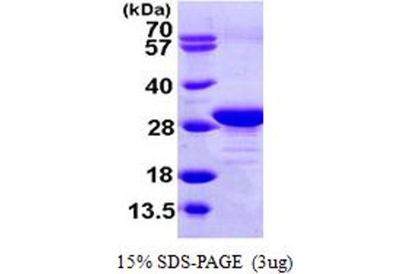 EEF1B2 Protein (AA 1-225) (His tag)