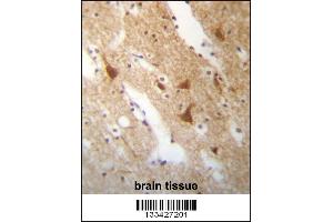 ELAVL3 Antibody immunohistochemistry analysis in formalin fixed and paraffin embedded human brain tissue followed by peroxidase conjugation of the secondary antibody and DAB staining. (HuC/ELAVL3 antibody  (N-Term))