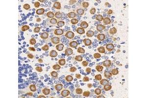 Immunohistochemistry analysis of paraffin-embedded rat cerebellum using,PNG (ABIN7075269) at dilution of 1: 3200 (PPP1R14B antibody)