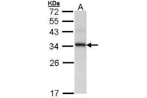 WB Image Sample (30 ug of whole cell lysate) A: H1299 12% SDS PAGE antibody diluted at 1:1000 (PPIE antibody)