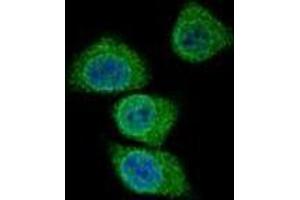 Confocal immunofluorescent analysis of Intrinsic factor Antibody (Center) Cat. (Intrinsic Factor antibody  (Middle Region))