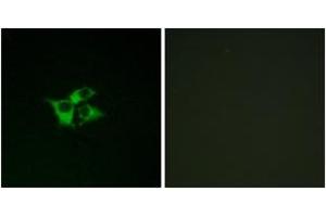 Immunofluorescence analysis of COS7 cells, using EDNRA Antibody. (Endothelin-1 Receptor antibody  (AA 378-427))