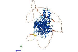 AlphaFold protein structure predicition of Human Recombinant KLHL1 Protein, UniprotID Q9NR64