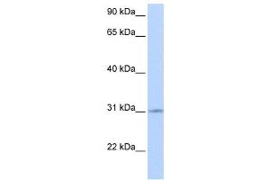 Western Blotting (WB) image for anti-Zinc Finger Protein 146 (ZNF146) antibody (ABIN2458272) (ZNF146 antibody)