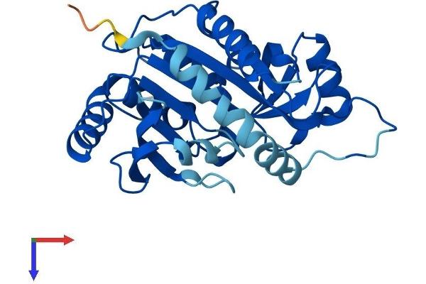 PNP Protein (AA 1-289) (His tag)