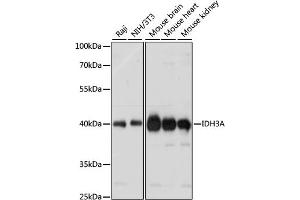 Western blot analysis of extracts of various cell lines, using IDH3A antibody (ABIN7268029) at 1:1000 dilution. (IDH3A antibody  (AA 28-366))