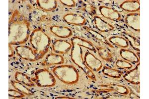 IHC image of ABIN7142316 diluted at 1:700 and staining in paraffin-embedded human kidney tissue performed on a Leica BondTM system. (ACAA2 antibody  (AA 188-257))