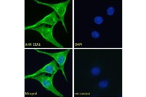 ABIN2613419 Immunofluorescence analysis of paraformaldehyde fixed NIH3T3 cells, permeabilized with 0. (EEA1 antibody  (AA 821-835))