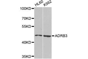 Western blot analysis of extracts of various cell lines, using ADRB3 antibody (ABIN5995980) at 1/1000 dilution. (ADRB3 antibody)