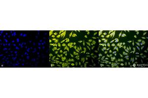Immunocytochemistry/Immunofluorescence analysis using Rabbit Anti-Calnexin-CT Polyclonal Antibody . (Calnexin antibody  (C-Term) (Biotin))