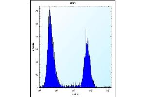 PTN Antibody (C-term) (ABIN656197 and ABIN2845519) flow cytometric analysis of  cells (right histogram) compared to a negative control cell (left histogram). (Pleiotrophin antibody  (C-Term))