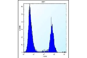 PTN Antibody (C-term) (ABIN656197 and ABIN2845519) flow cytometric analysis of  cells (right histogram) compared to a negative control cell (left histogram). (Pleiotrophin antibody  (C-Term))