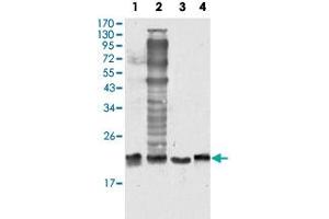 Western blot analysis of SOD1 monoclonal antobody, clone 6F5  against HeLa (1), NIH/3T3 (2), A-549 (3) and A-431 (4) cell lysate.