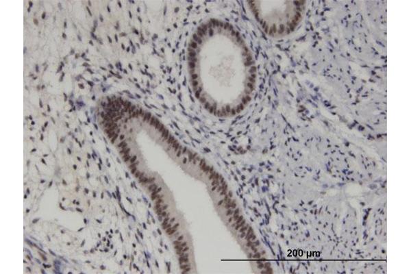 PRKRIP1 antibody  (AA 1-184)
