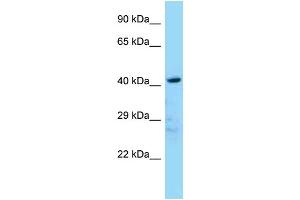WB Suggested Anti-Ldb2 Antibody Titration: 1.