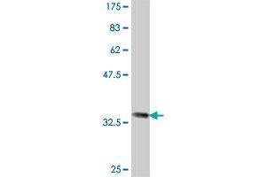 Western Blot detection against Immunogen (33. (PF4 antibody  (AA 31-101))