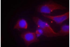 Immunofluorescence staining of methanol-fixed Hela cells using NMDAR2B(phospho-Tyr1474) antibody. (GRIN2B antibody  (pTyr1474))