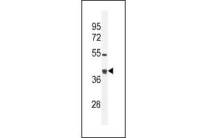 TXNL2 Antibody (N-term) (ABIN656034 and ABIN2845407) western blot analysis in mouse bladder tissue lysates (35 μg/lane). (GLRX3 antibody  (N-Term))