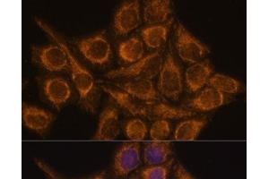 Immunofluorescence analysis of HeLa cells using PYCR2 Polyclonal Antibody at dilution of 1:100. (PYCR2 antibody)