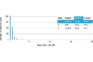 Protein Array (PAr) image for anti-Aldehyde Dehydrogenase 1 Family, Member L1 (ALDH1L1) antibody (ABIN7456025) (ALDH1L1 antibody)