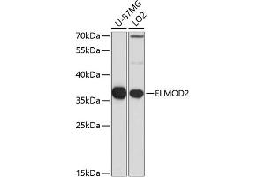 Western blot analysis of extracts of various cell lines, using ELMOD2 antibody (ABIN6132091, ABIN6140137, ABIN6140139 and ABIN6223836) at 1:1000 dilution. (ELMOD2 antibody  (AA 5-95))