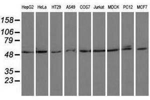Image no. 1 for anti-Proteasome (Prosome, Macropain) 26S Subunit, ATPase, 3 (PSMC3) antibody (ABIN1501335) (PSMC3 antibody)