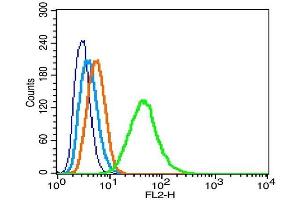 RSC96 cells probed with LAMR1 Polyclonal Antibody, Unconjugated  at 1:100 for 30 minutes followed by incubation with a conjugated secondary (PE Conjugated) (green) for 30 minutes compared to control cells (blue), secondary only (light blue) and isotype control (orange). (LAMR1CT (AA 201-295) antibody)