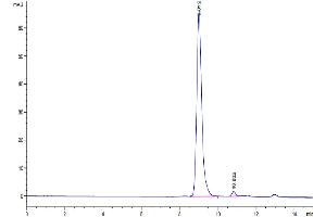 The purity of SARS-CoV-2 3CLpro (A191T) is greater than 95 % as determined by SEC-HPLC. (SARS-Coronavirus Nonstructural Protein 8 (SARS-CoV NSP8) (A191T) Protein)