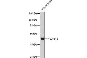 Western blot analysis of extracts of Mouse brain, using NEURL1B antibody (ABIN7268857) at 1:1000 dilution. (NEURL1B antibody)