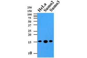 Western Blotting (WB) image for anti-Small Ubiquitin Related Modifier 2 (SUMO2) (AA 1-93), (N-Term) antibody (ABIN492386) (SUMO2 antibody  (N-Term))