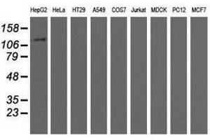 Image no. 2 for anti-Microtubule Associated Monoxygenase, Calponin and LIM Domain Containing 1 (MICAL1) antibody (ABIN1499468) (MICAL1 antibody)
