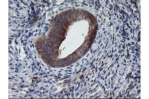 Image no. 2 for anti-Tubby Like Protein 3 (TULP3) antibody (ABIN1501583) (TULP3 antibody)